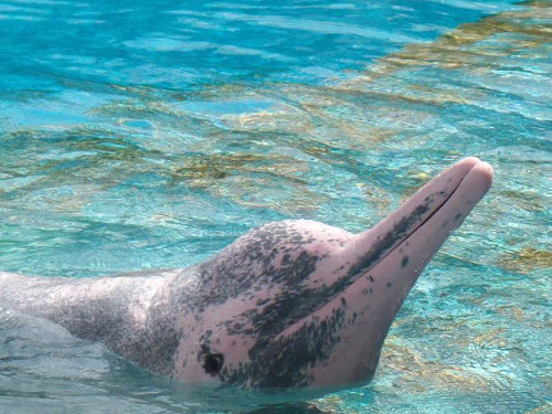 Chinesischer Weißer Delfin (Foto: Oliver Schmid)