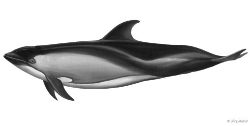 Peale Delfin (Illustration: Jörg Mazur)