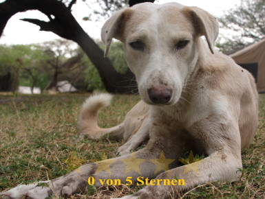 Alle Sterne sind verblasst. (Foto: Rüdiger Hengl)