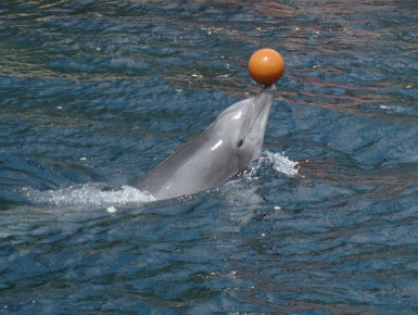 Verspielter Delfin (Foto: Oliver Schmid)