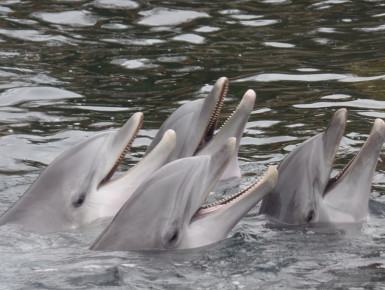 Neugierige Delfine (Foto: Oliver Schmid)