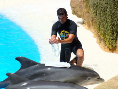 Wie geht man mit gestrandetem Delfin um? (Foto: Philipp J. Kroiß)
