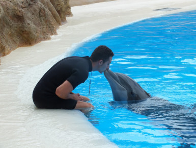 Trainer mit Delfin (Foto: Philipp J. Kroiß)