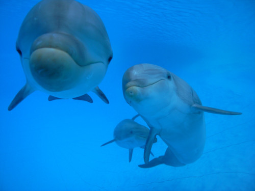 Delfine schwimmen immer eng zusammen als Familie. (Foto: Biologen-Blog)