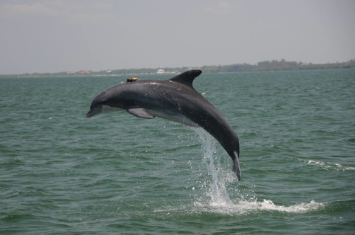 Delfin mit Hydrophon (Foto: NMFS Scientific Research Permit No. 15543)