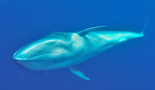 Auch Bartenwale kann man antreffen wie diesen Brydewal (Foto: Oceano)