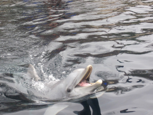 Delfin präsentiert seine Zähne. (Foto: Susanne Gugeler)