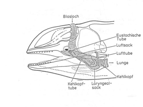 Kehlkopf eines Schweinswals (Illustration: Günther Behrmann)