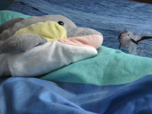 Wie schlafen Delfine? (Foto: Susanne Gugeler)