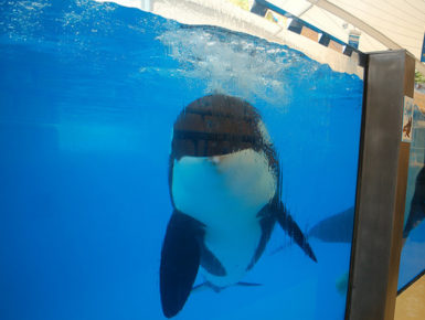 Die Haltung von Orcas ist umstritten, keine Frage. Sicher auch weil eine Beckenhaltung auf den ersten Blick als nicht natürlich zu erkennen ist. (Foto: Benjamin Schulz)