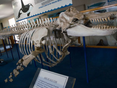 "Old Tom" starb mit 35  (Foto: Fanny Schertzer, wikipedia)