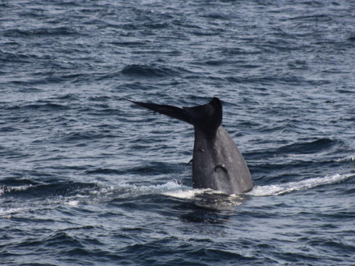 Schiffshalter an Blauwal-Fluke (Foto: Markus Kramer)